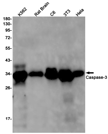 Western blot detection of Caspase-3 in K562,Rat Brain,C6,3T3,Hela cell lysates using Caspase-3 Rabbit pAb(1:1000 diluted).Predicted band size:32kDa.Observed band size:32kDa.