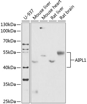 Western blot - AIPL1 Polyclonal Antibody 