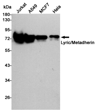 Western blot detection of Lyric/Metadherin in Jurkat,A549,MCF7 and Hela cell lysates using Lyric/Metadherin mouse mAb (1:5000 diluted).Predicted band size:64KDa.Observed band size:75KDa.