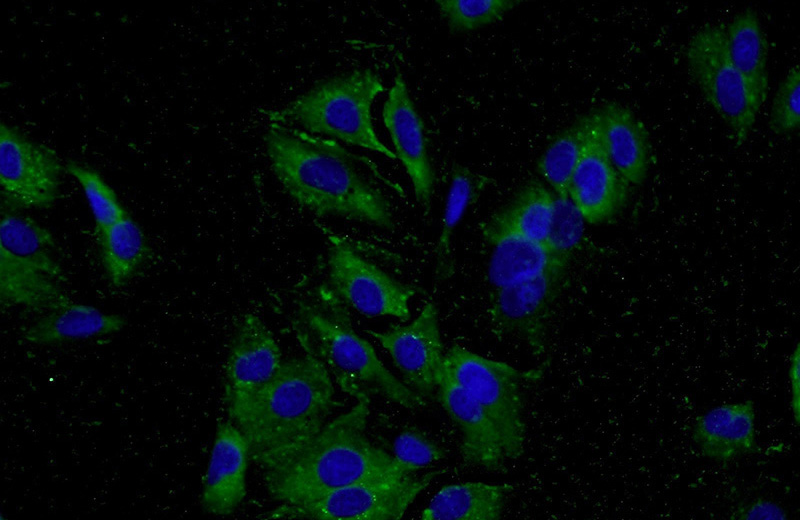 Immunofluorescent analysis of A549 cells using Catalog No:112981(MYO19 Antibody) at dilution of 1:50 and Alexa Fluor 488-congugated AffiniPure Goat Anti-Rabbit IgG(H+L)