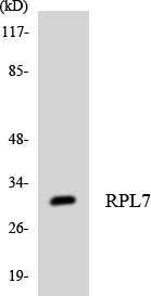 Western blot analysis of the lysates from K562 cells using RPL7 antibody.