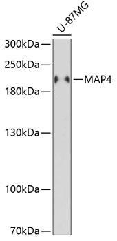 Western blot - MAP4 Polyclonal Antibody 