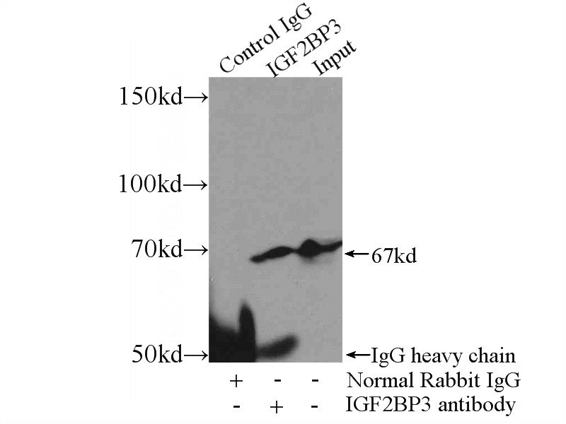 IP Result of anti-IGF2BP3 (IP:Catalog No:111681, 3ug; Detection:Catalog No:111681 1:1000) with HeLa cells lysate 4400ug.