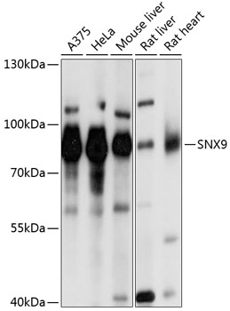 Western blot - SNX9 Polyclonal Antibody 