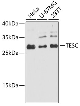 Western blot - TESC Polyclonal Antibody 