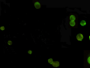 Immunocytochemistry staining of Jurkat cells fixed with -20u2103 Ethanol and using anti-AMACR (C-terminus) mouse mAb (dilution 1:100).