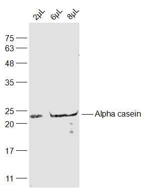 Fig1: Sample:; Human breast milk Lysate at 2 uL; Human breast milk Lysate at 6 uL; Human breast milk Lysate at 8 uL; Primary: Anti-Alpha casein at 1/2000 dilution; Secondary: IRDye800CW Goat Anti-Rabbit IgG at 1/20000 dilution; Predicted band size: 28 kD; Observed band size: 21 kD