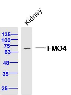 Fig1: Sample: Kidney (Mouse) Lysate at 40 ug; Primary: Anti-FMO4 at 1/300 dilution; Secondary: IRDye800CW Goat Anti-Rabbit IgG at 1/20000 dilution; Predicted band size: 63 kD; Observed band size: 66 kD