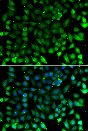 Immunofluorescence - CCL26 Polyclonal Antibody 
