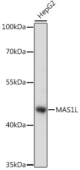 Western blot - MAS1L Polyclonal Antibody 