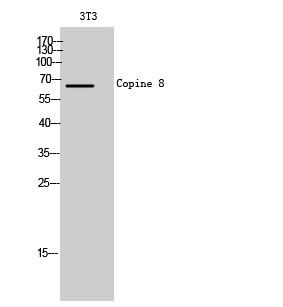 Fig1:; Western Blot analysis of 3T3 cells using Copine 8 Polyclonal Antibody