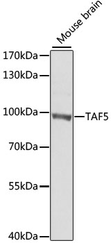Western blot - TAF5 Polyclonal Antibody 