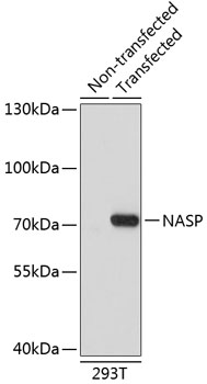 Western blot - NASP Polyclonal Antibody 