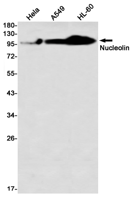 Western blot detection of Nucleolin in Hela,A549,HL-60 using Nucleolin Rabbit mAb(1:1000 diluted)