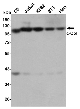 Western blot detection of c-Cbl in C6,Jurkat,K562,3T3 and Hela cell lysates using c-Cbl mouse mAb (1:1000 diluted).Predicted band size:120KDa.Observed band size:120KDa.