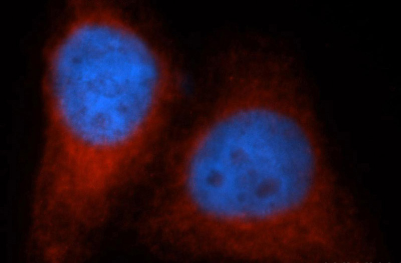 Immunofluorescent analysis of HepG2 cells, using VAPB antibody Catalog No:116715 at 1:50 dilution and Rhodamine-labeled goat anti-rabbit IgG (red). Blue pseudocolor = DAPI (fluorescent DNA dye).