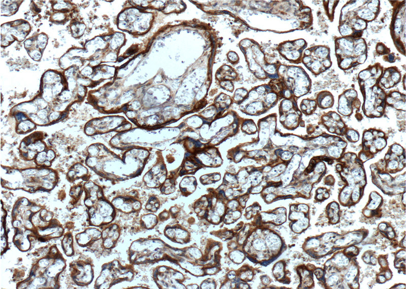 Immunohistochemistry of paraffin-embedded human placenta tissue slide using Catalog No:107057(Annexin IV Antibody) at dilution of 1:200 (under 10x lens).
