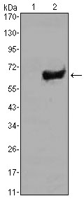 Western blot analysis using SOX2 mAb against HEK293 (1) and SOX2(AA: 2-317)-hIgGFc transfected HEK293 (2) cell lysate.