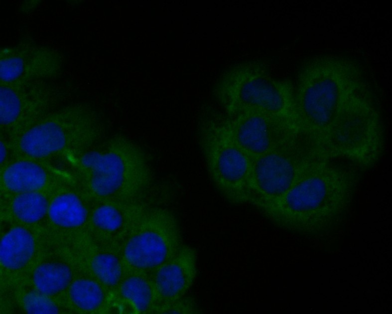 Fig3: ICC staining of SPATA5L1 in JAR cells (green). Formalin fixed cells were permeabilized with 0.1% Triton X-100 in TBS for 10 minutes at room temperature and blocked with 1% Blocker BSA for 15 minutes at room temperature. Cells were probed with the primary antibody ( 1/50) for 1 hour at room temperature, washed with PBS. Alexa Fluor®488 Goat anti-Mouse IgG was used as the secondary antibody at 1/1,000 dilution. The nuclear counter stain is DAPI (blue).