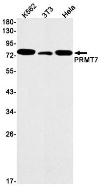 Western blot detection of PRMT7 in K562,3T3,Hela cell lysates using PRMT7 Rabbit mAb(1:1000 diluted).Predicted band size:79kDa.Observed band size:79kDa.