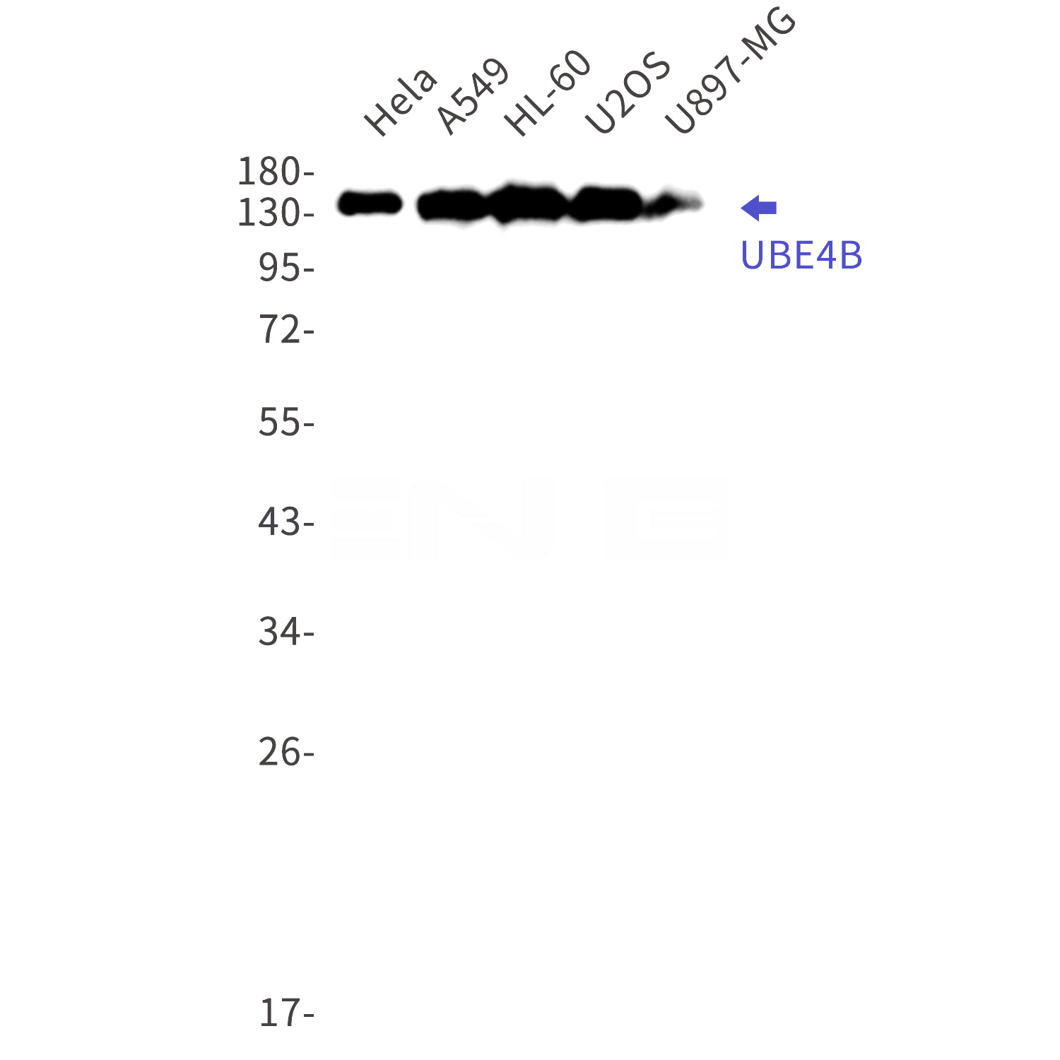 Western blot detection of UBE4B in Hela,A549,HL-60,U2OS,U897-MG cell lysates using UBE4B Rabbit mAb(1:1000 diluted).Predicted band size:146kDa.Observed band size:146kDa.