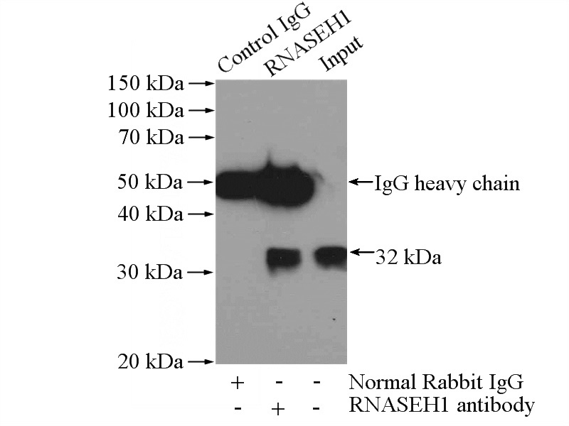 IP Result of anti-RNASEH1 (IP:Catalog No:114728, 3ug; Detection:Catalog No:114728 1:500) with HeLa cells lysate 1200ug.