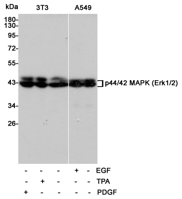 Western blot analysis of p44/42 MAPK (Erk1/2) from EGF-treated A549 cells,PDGF-treated 3T3 cells and TPA-treated 3T3 cells, using p44/42 MAPK (Erk1/2) Mouse mAb (168065,1:1000 diluted).Predicted band size:42/44KDa.Observed band size:42/44KDa.
