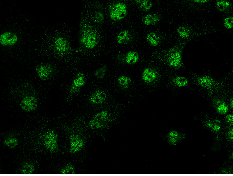 Mouse IRF6/IRF-6 Immunofluorescence(IF) 15040