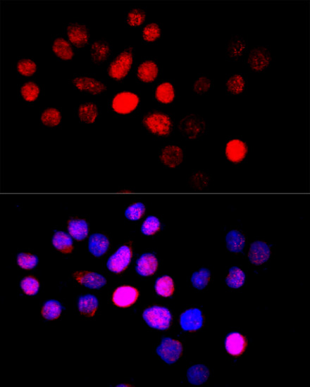 Immunofluorescence - CYP4B1 Polyclonal Antibody 