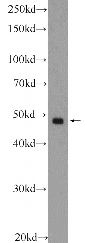 HT-1080 cells were subjected to SDS PAGE followed by western blot with Catalog No:115386(SMCR7,MID49 Antibody) at dilution of 1:300