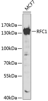 Western blot - RFC1 Polyclonal Antibody 