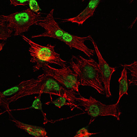 Immunofluorescence analysis of U251 cells using OTX2 mouse mAb (green). Red