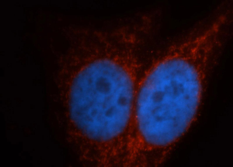 Immunofluorescent analysis of HepG2 cells, using ITPKA antibody Catalog No:111957 at 1:50 dilution and Rhodamine-labeled goat anti-rabbit IgG (red). Blue pseudocolor = DAPI (fluorescent DNA dye).