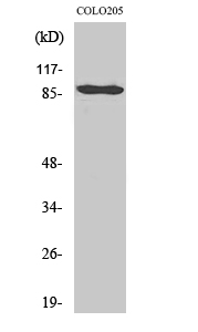 Fig1:; Western Blot analysis of various cells using Cadherin-9 Polyclonal Antibody
