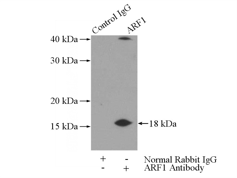 IP Result of anti-ARF1 (IP:Catalog No:108243, 3ug; Detection:Catalog No:108243 1:600) with HeLa cells lysate 2440ug.