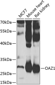 Western blot - OAZ1 Polyclonal Antibody 