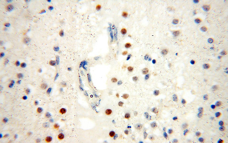 Immunohistochemical of paraffin-embedded human brain using Catalog No:115552(SPATA22 antibody) at dilution of 1:100 (under 40x lens)