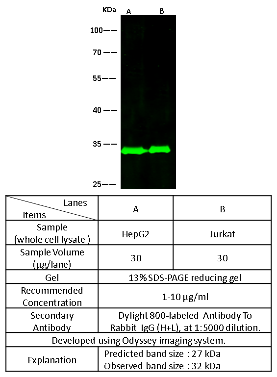 40S ribosomal protein S3 / RPS3 Antibody, Rabbit PAb, Antigen Affinity Purified, Western blot