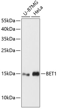 Western blot - BET1 Polyclonal Antibody 