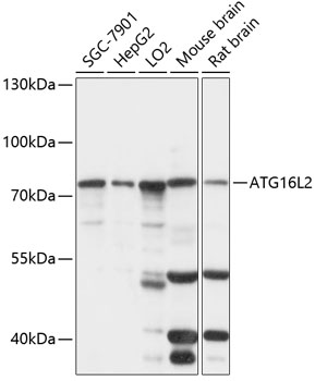 Western blot - ATG16L2 Polyclonal Antibody 