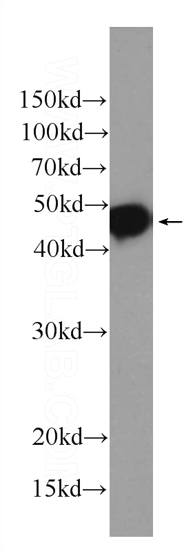 WB result of anti-Flag (Catalog No:117314, 1:8000) with Flag-recombinant protein.