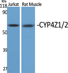 Fig1:; Western Blot analysis of various cells using CYP4Z1/2 Polyclonal Antibody