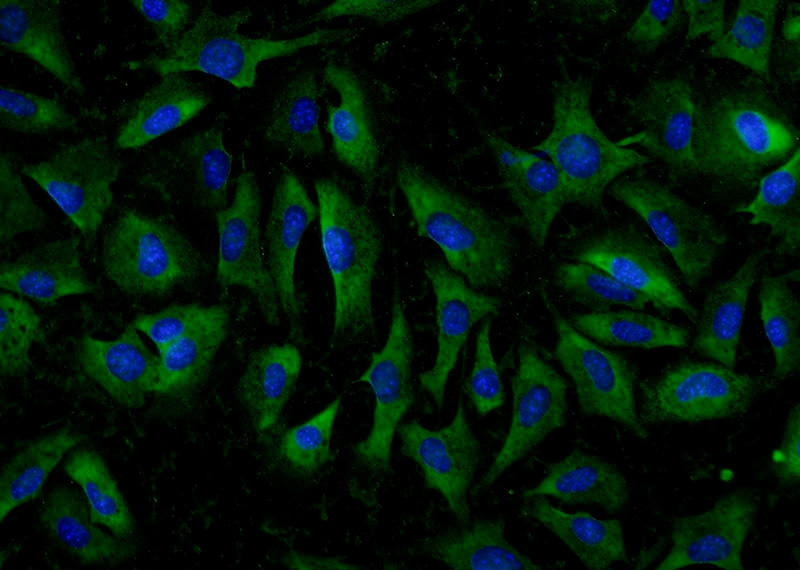 Immunofluorescent analysis of NIH/3T3 cells using Catalog No:107770(ADAMTS12 Antibody) at dilution of 1:50 and Alexa Fluor 488-congugated AffiniPure Goat Anti-Rabbit IgG(H+L)