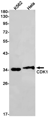 Western blot detection of CDK1 in K562,Hela cell lysates using CDK1 Rabbit pAb(1:1000 diluted).Predicted band size:34kDa.Observed band size:34kDa.