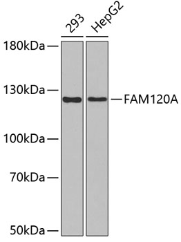 Western blot - FAM120A Monoclonal Antibody 