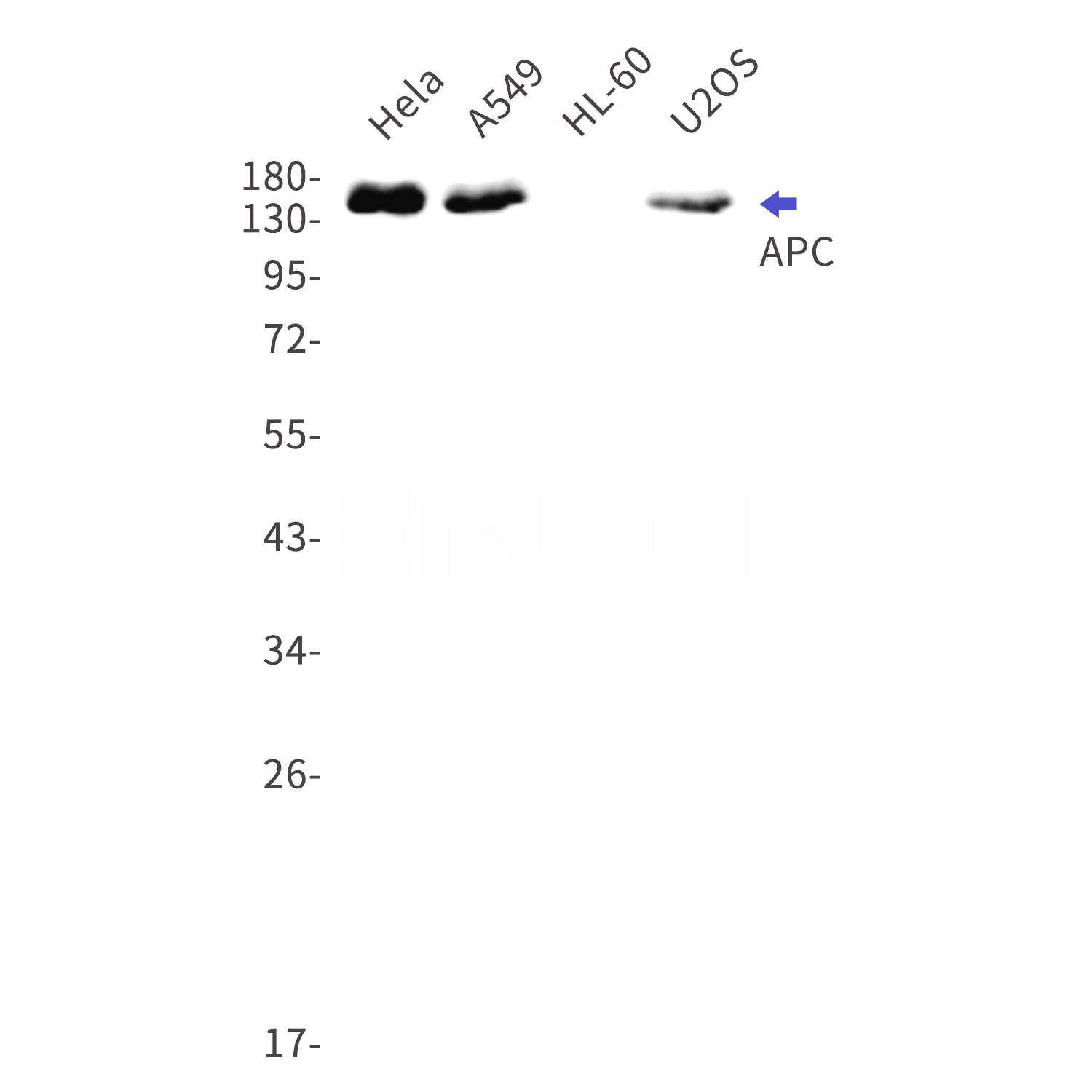 Western blot detection of APC in Hela,A549,HL-60,U2OS cell lysates using APC Rabbit mAb(1:1000 diluted).Predicted band size:312kDa.Observed band size:160kDa.