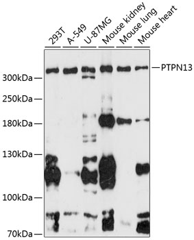 Western blot - PTPN13 Polyclonal Antibody 