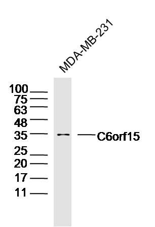Fig1: Sample: MDA-MB-231 Cell (Human) Lysate at 30 ug; Primary: Anti-C6orf15 at 1/300 dilution; Secondary: IRDye800CW Goat Anti-Rabbit IgG at 1/20000 dilution; Predicted band size: 32kD; Observed band size: 34kD