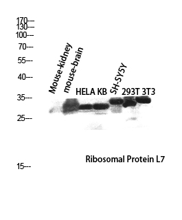 Western blot analysis of Mouse-kidney mouse-brain HELA KB SH-SY5Y 293T 3T3 lysis using Ribosomal Protein L7 antibody. Antibody was diluted at 1:2000