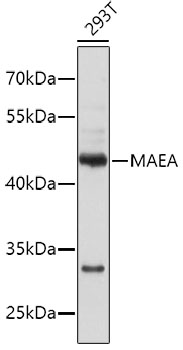 Western blot - MAEA Polyclonal Antibody 